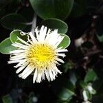 Pachystegia insignis Flower