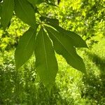 Aesculus flava Blatt