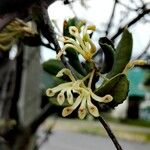 Lomatia dentata Flor
