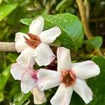 Strophanthus gratus Flower