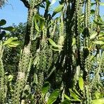Euphorbia neriifolia Hoja