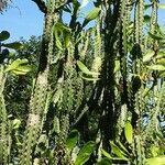 Euphorbia neriifolia Blatt