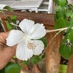 Hibiscus arnottianus Flower