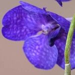 Vanda coerulea Flower