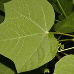Jatropha curcas Blatt