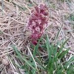 Petasites hybridus Blad