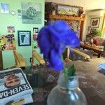 Aconitum carmichaeliiBlomst