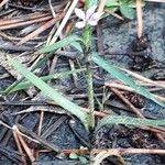 Dianthus armeria Elinympäristö