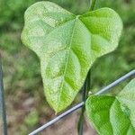 Cocculus carolinus Blad