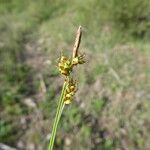 Carex depressa Flower