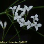 Asperula tinctoria Çiçek