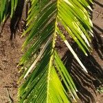 Cycas revoluta Leaf