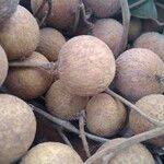 Dimocarpus longan Fruit