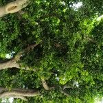 Ficus abscondita
