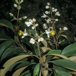 Miconia mirabilis Blüte