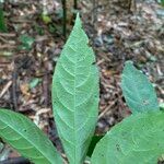 Hybanthus atropurpureus Blad