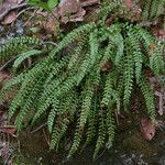 Asplenium trichomanes-ramosum অভ্যাস