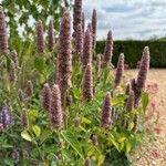 Agastache foeniculumКвітка