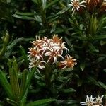 Diplostephium revolutum Flor