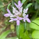 Scabiosa atropurpurea花