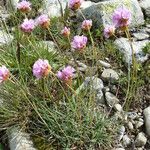 Armeria alpina Other