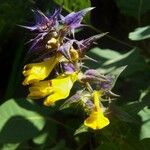 Melampyrum subalpinum Квітка