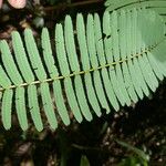 Senegalia multipinnata Leaf