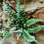 Asplenium marinum Leaf