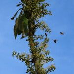 Swartzia nicaraguensis 花