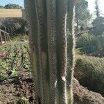 Pachycereus pringlei Bark