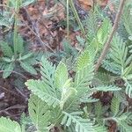 Lavandula canariensis برگ