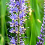 Veronica longifolia Flower