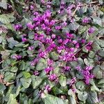 Cyclamen coum Облик