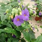 Thunbergia battiscombei Flower