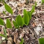 Maianthemum canadense Hoja