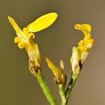 Gutierrezia microcephala Flor