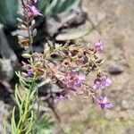 Campylanthus salsoloides Flor