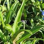 Commelina forskaolii Lapas