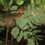 Alfaroa costaricensis Levél