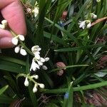 Ophiopogon intermedius Flor