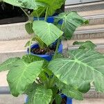 Colocasia gigantea Leaf