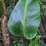 Calathea crotalifera Лист