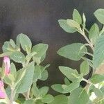 Salvia × jamensis Leaf