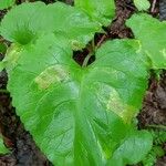 Eurybia macrophylla Leaf