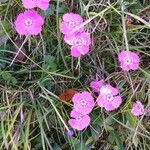 Dianthus alpinus Blomma