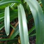 Agapanthus spp. Blad