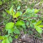 Salix phylicifolia Blatt