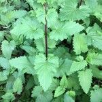 Scrophularia californica Leaf