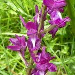 Anacamptis laxiflora Flor