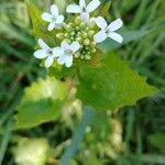 Alliaria petiolata Flower